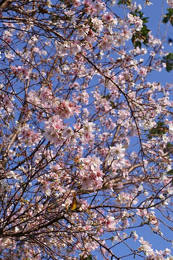 「木」　桜空満開