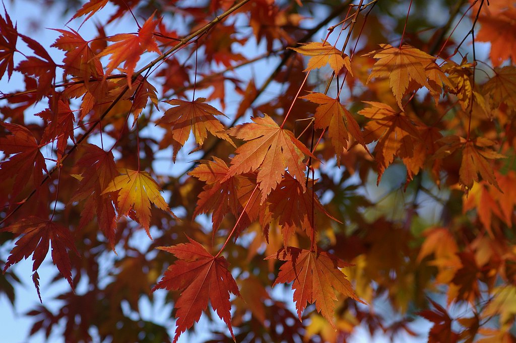 【ＭＦＳ】モミジ饅頭色の紅葉