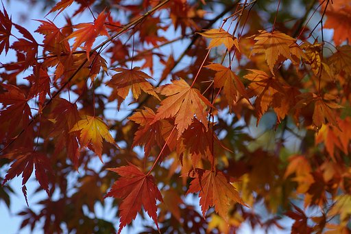 【ＭＦＳ】モミジ饅頭色の紅葉