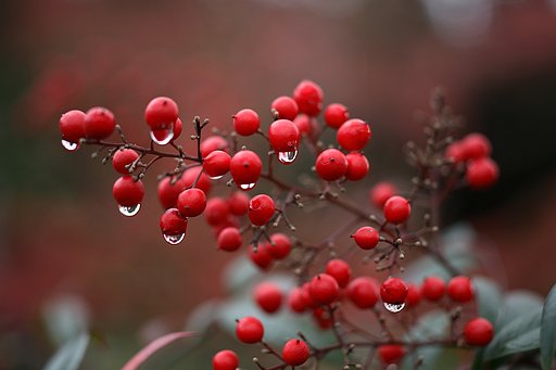 雨あがり