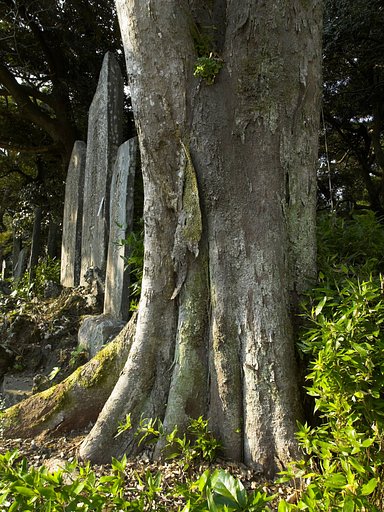 【木】肌荒れ