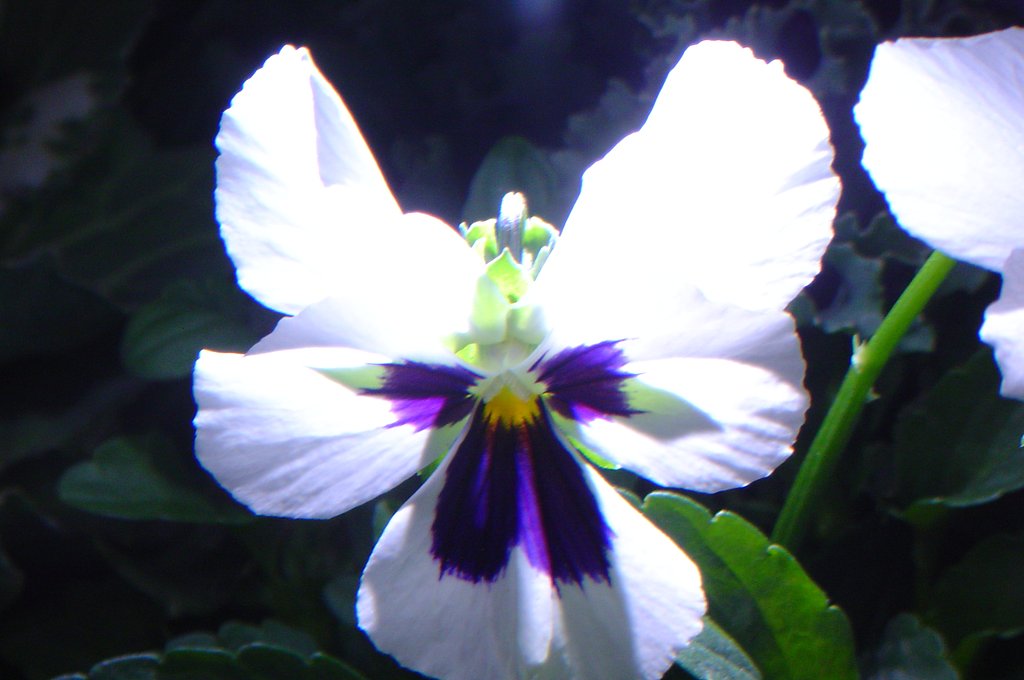 花の妖精