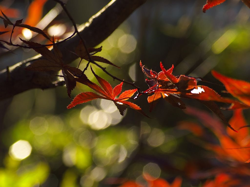 紅の葉っぱ