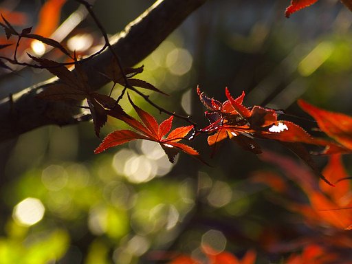 紅の葉っぱ