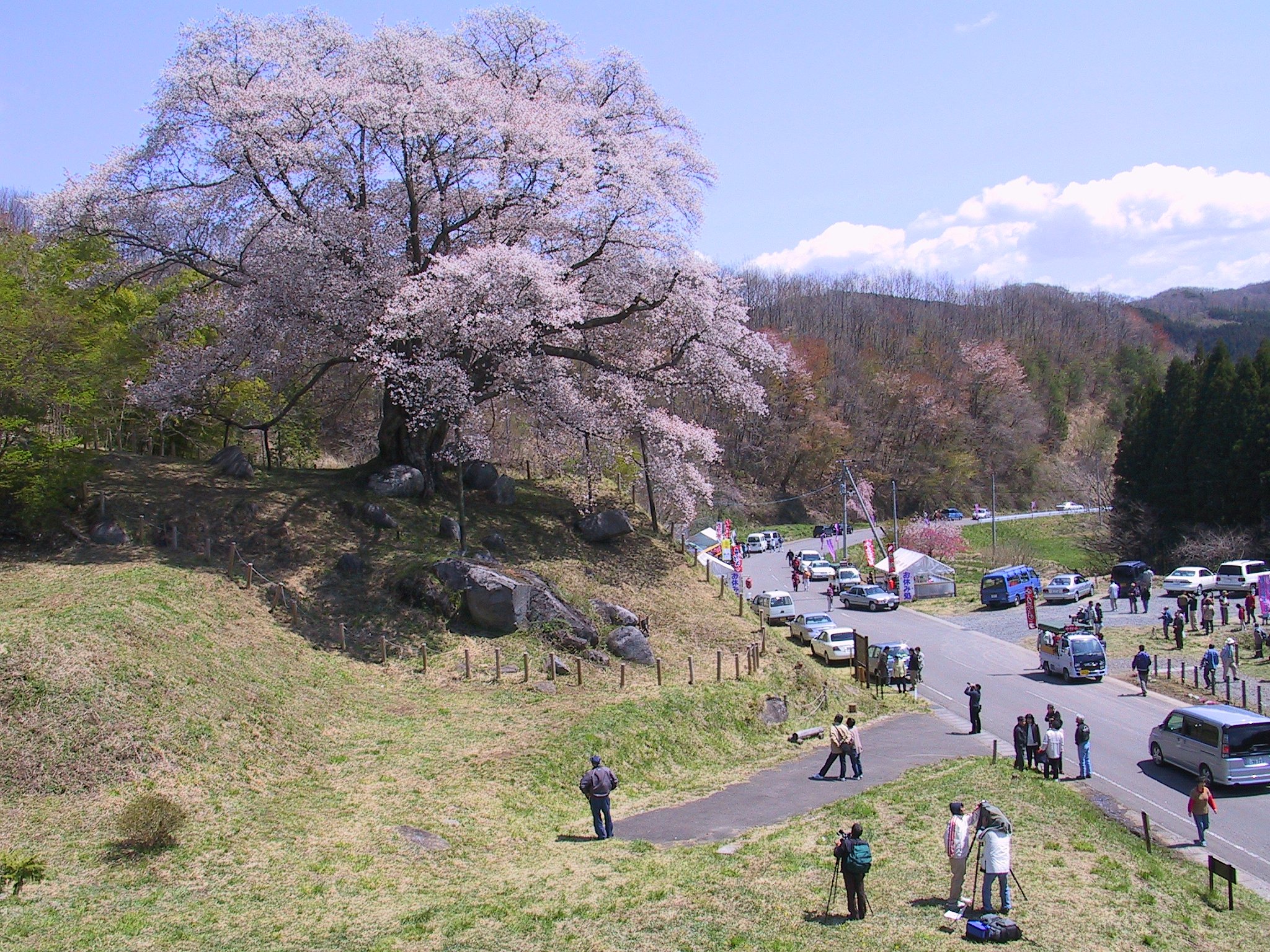 越代の桜その２