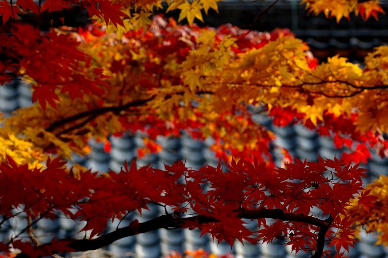 紅葉の寺
