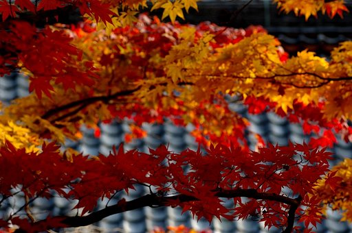 紅葉の寺