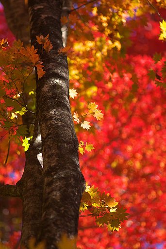 大井平公園紅葉