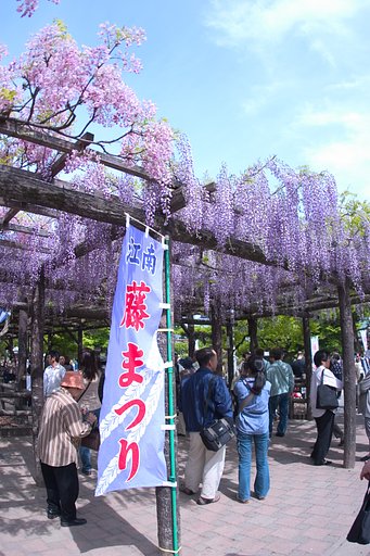曼荼羅寺公園の藤