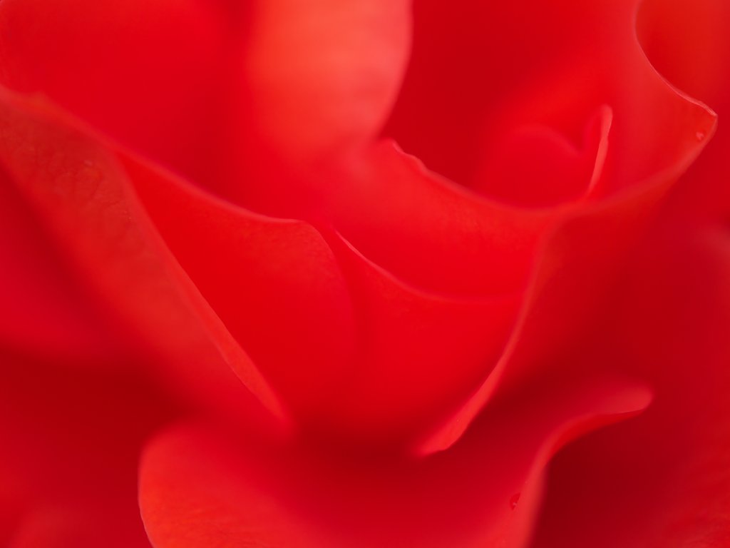紅色シルク