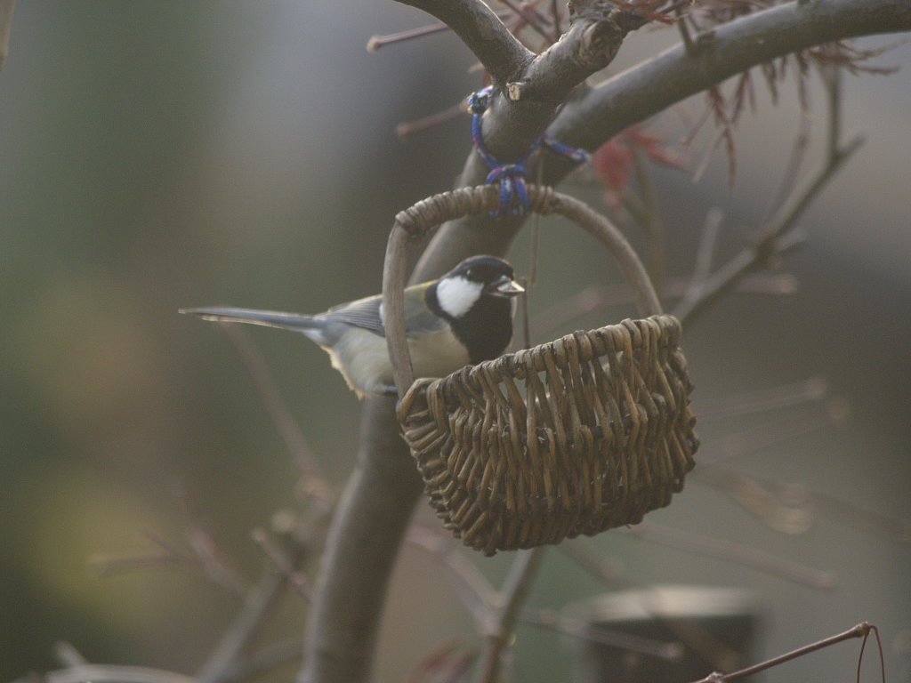 鳥のいる風景