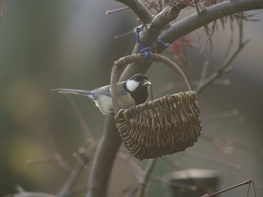 鳥のいる風景