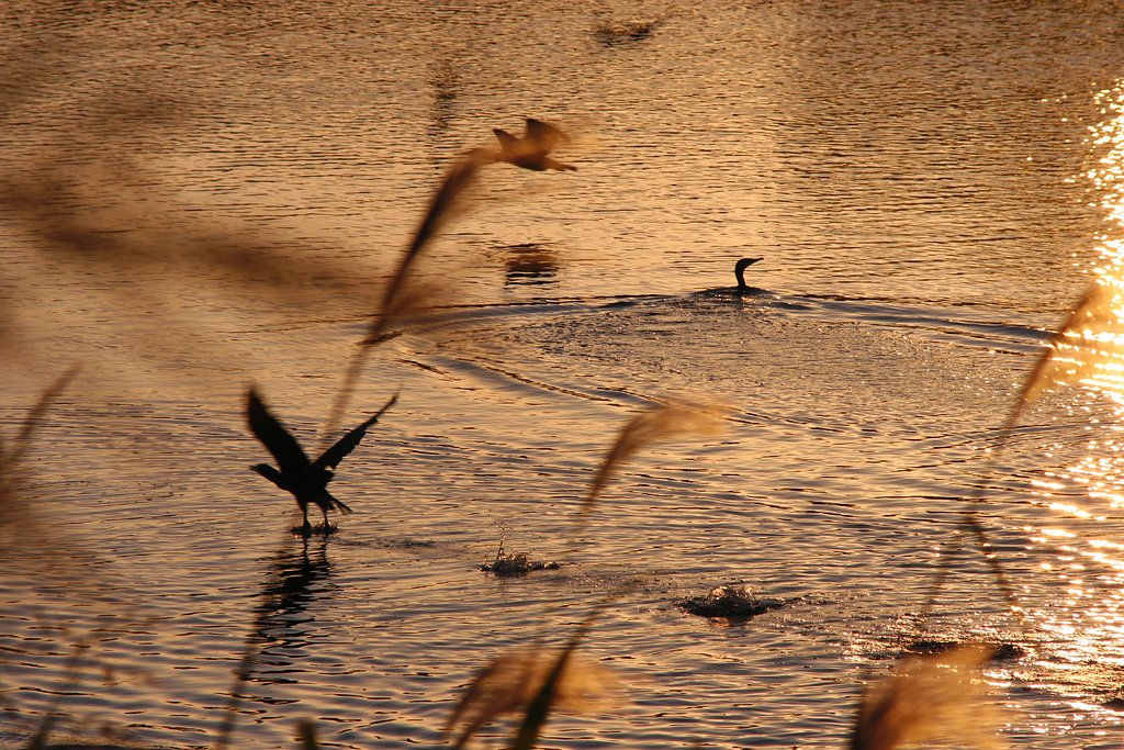 水鳥の朝