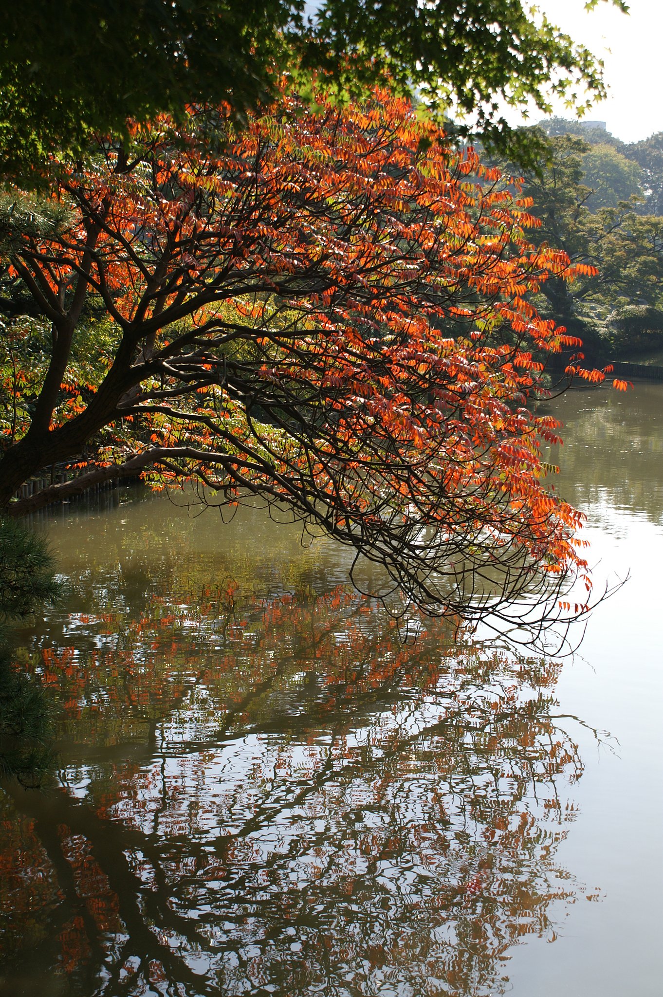 【木】都心の紅葉