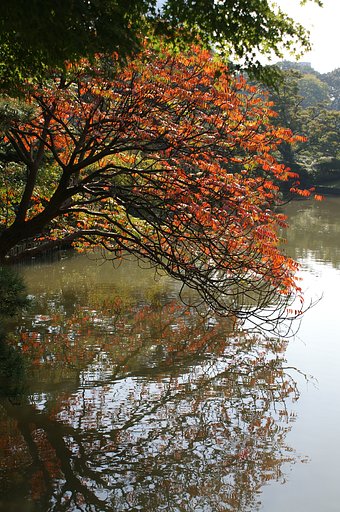 【木】都心の紅葉