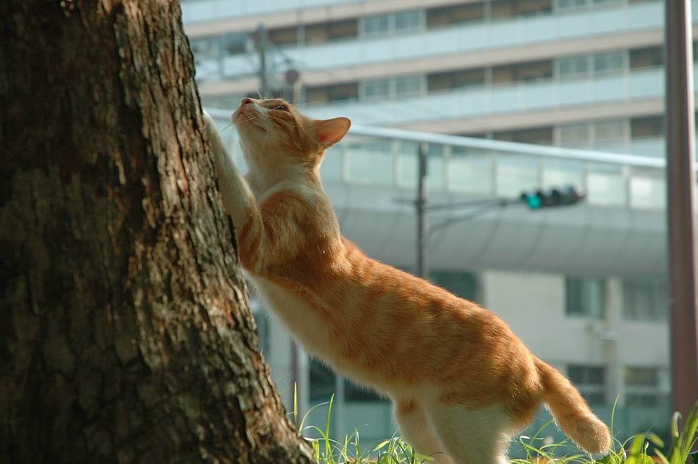 何かいるようです。
