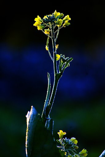 オータムポエム