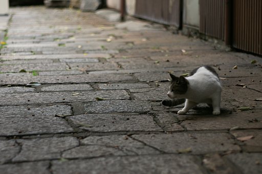 裏通り
