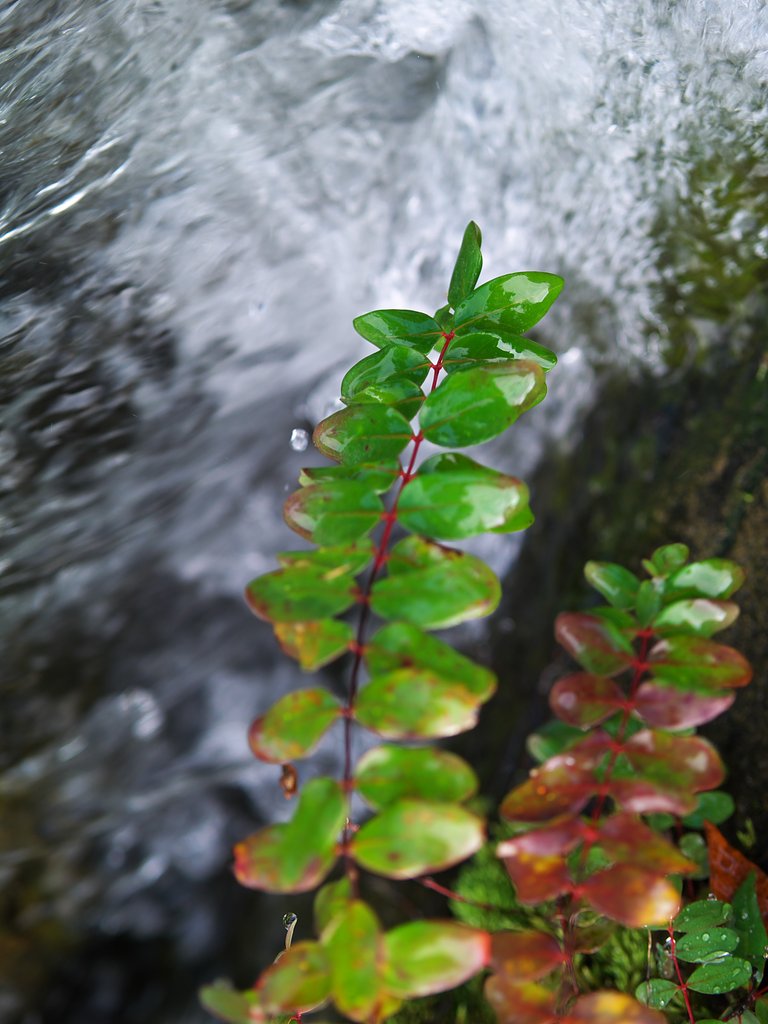 水場のほとりにて