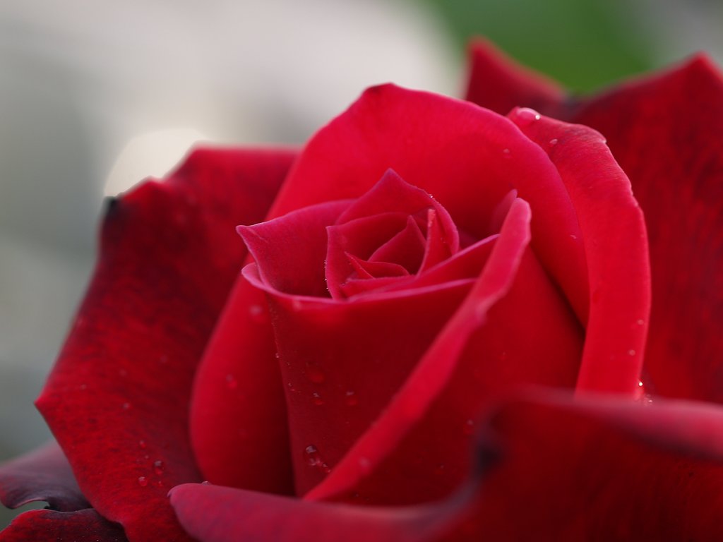秋の薔薇♪