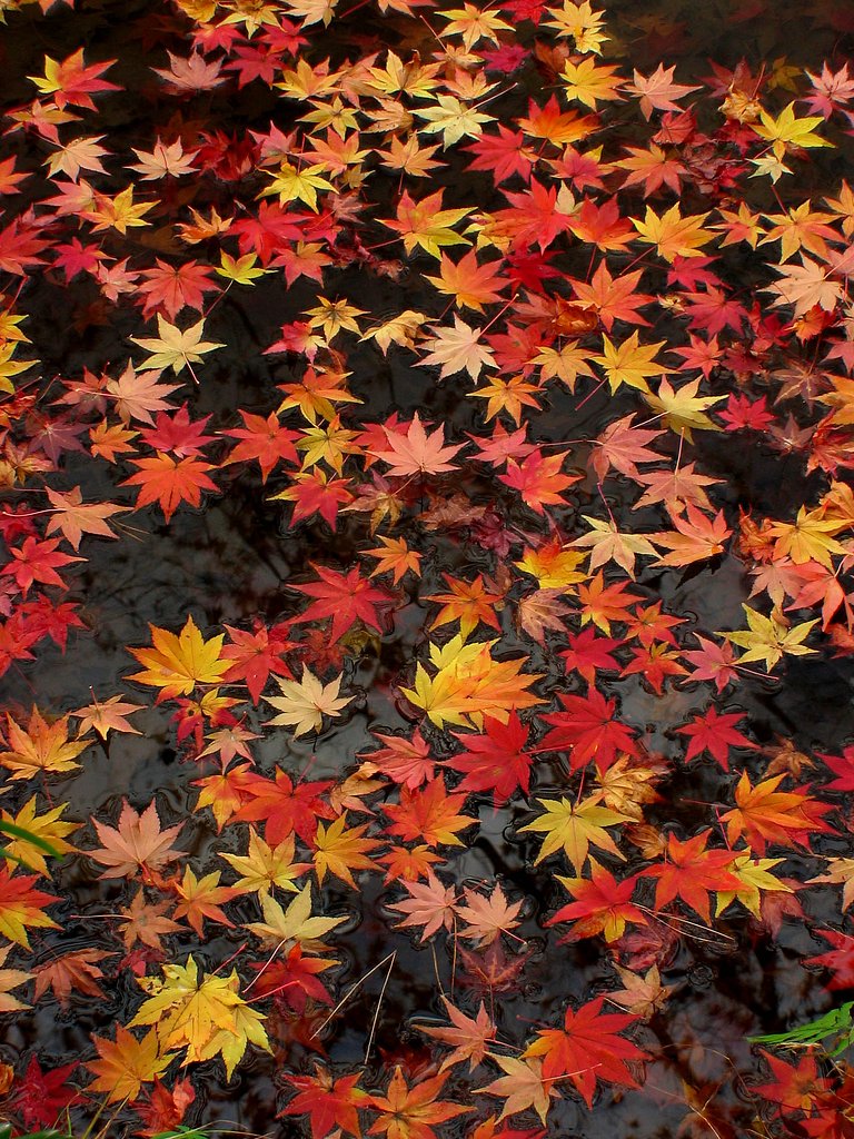 彩時記