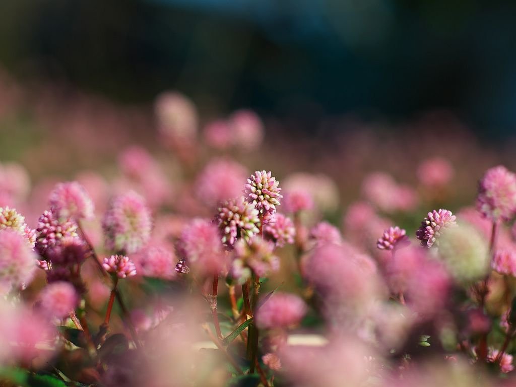 何の花でしょう?(笑)
