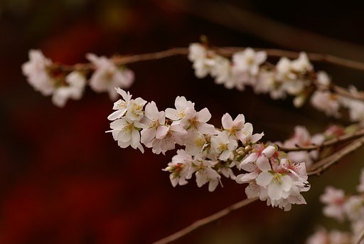 紅葉を背景に