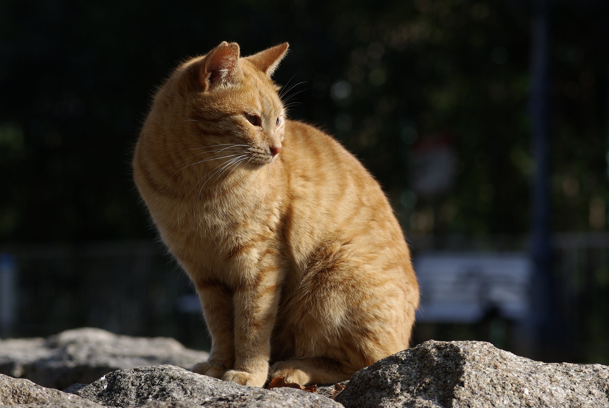 猫シリーズの最後