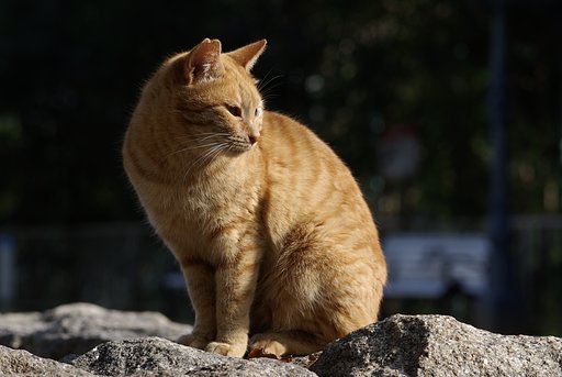 猫シリーズの最後