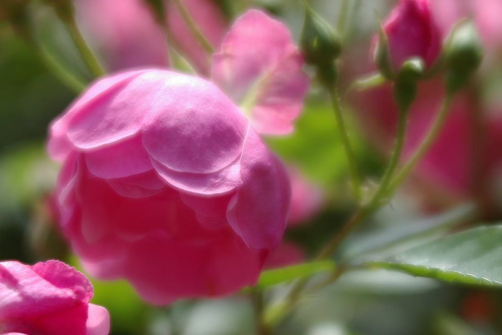 ソフトな薔薇