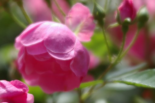 ソフトな薔薇