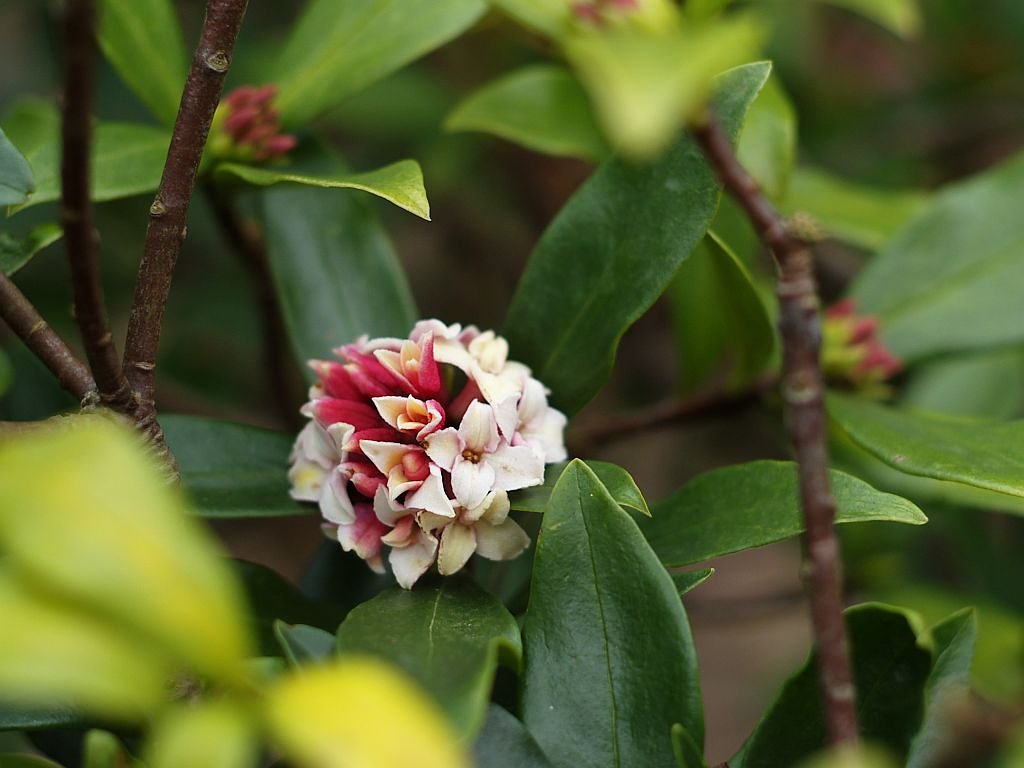 沈丁花