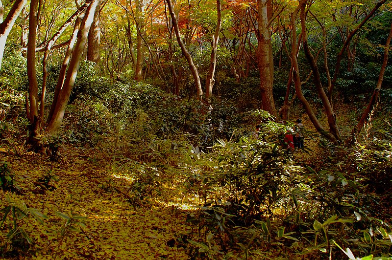銀杏のハイキングコース