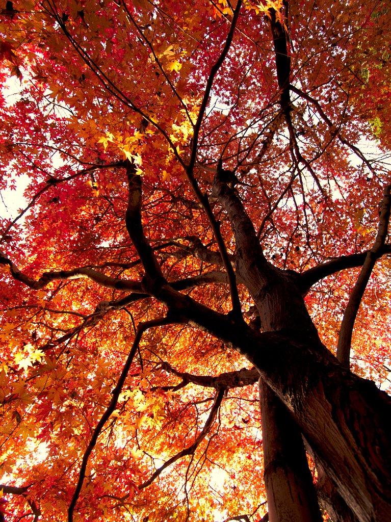 最後の紅葉
