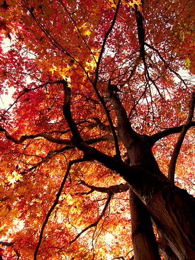 最後の紅葉