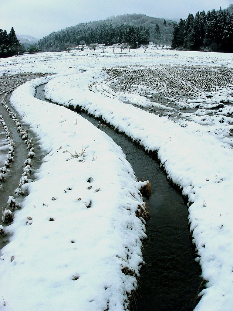 雪畦