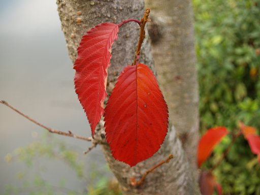 桜紅葉