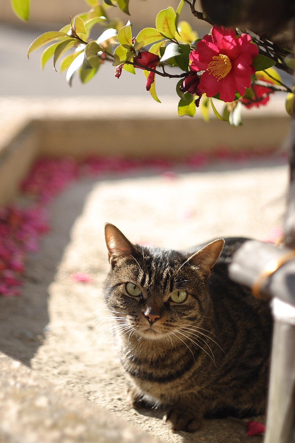 【写楽】猫に睨まれた
