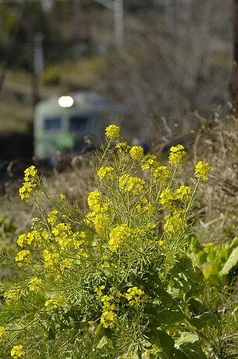 春の沿線
