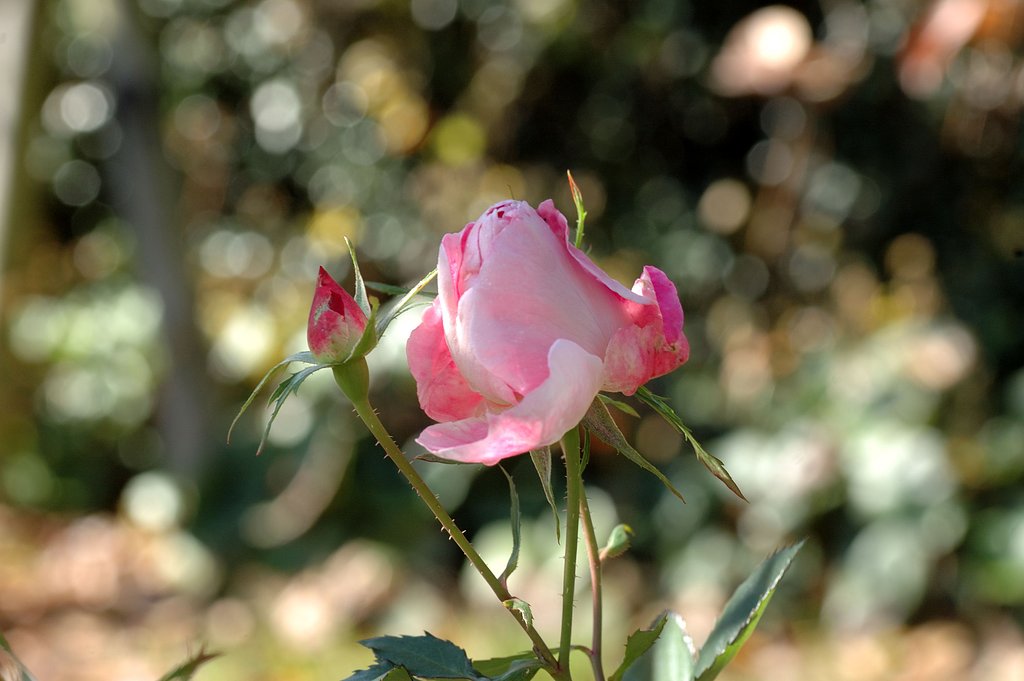 薔薇
