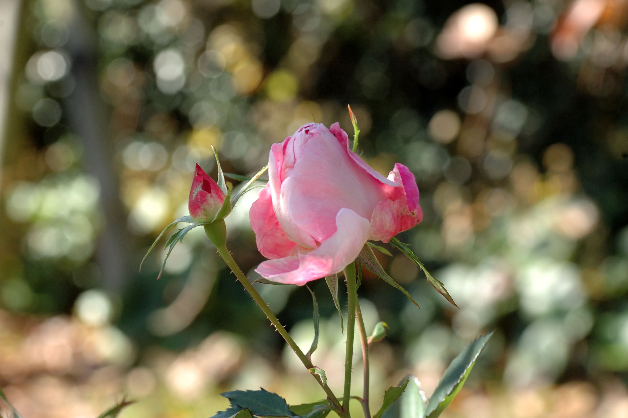 薔薇