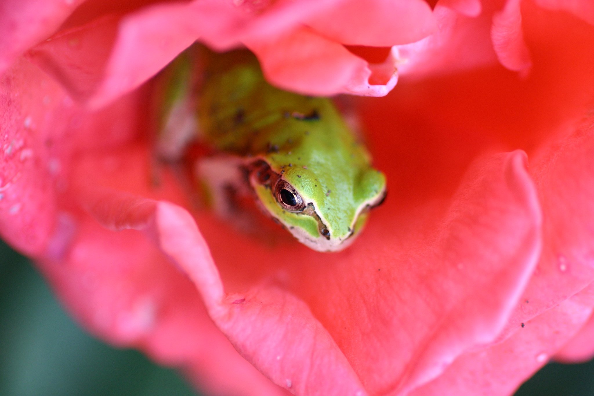 薔薇がえる