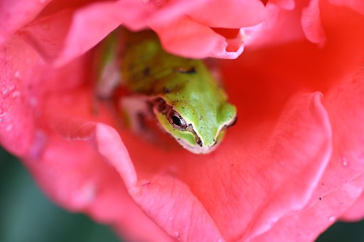 薔薇がえる
