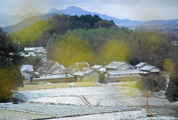 明日香の蝋梅