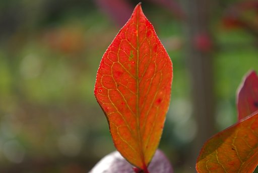 ブルーベリーの紅葉