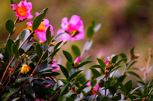 山茶花の蕾