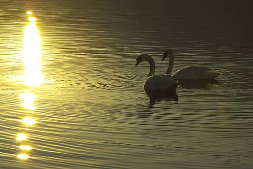 黄金色の湖にて