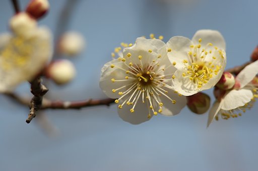 白梅