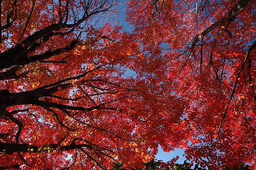 燃える紅葉