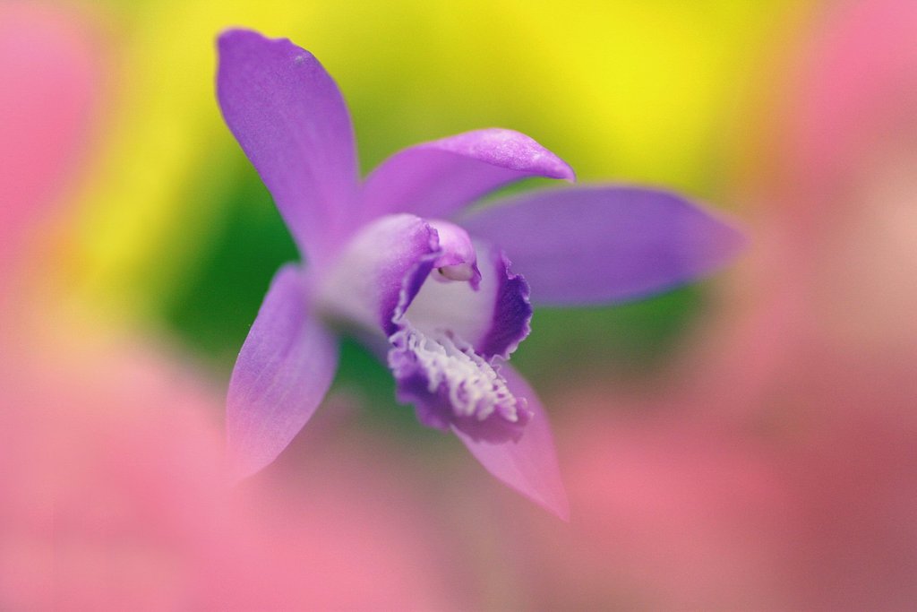 たまには花だけ